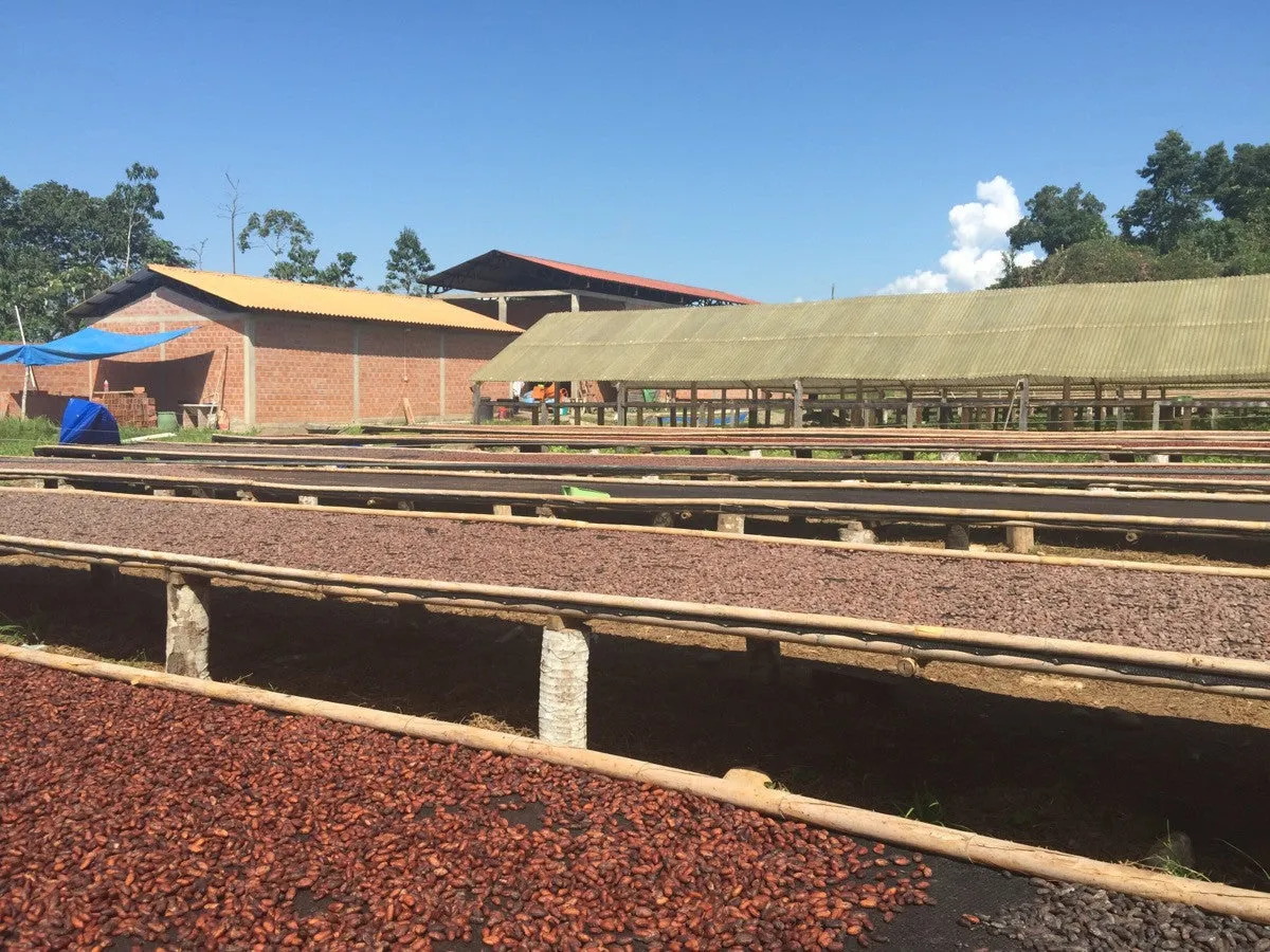 Bolivia Heirloom (Boliviano) Certified-Organic Unroasted Cacao Beans. Available only in NJ and MA. NEW CROP!