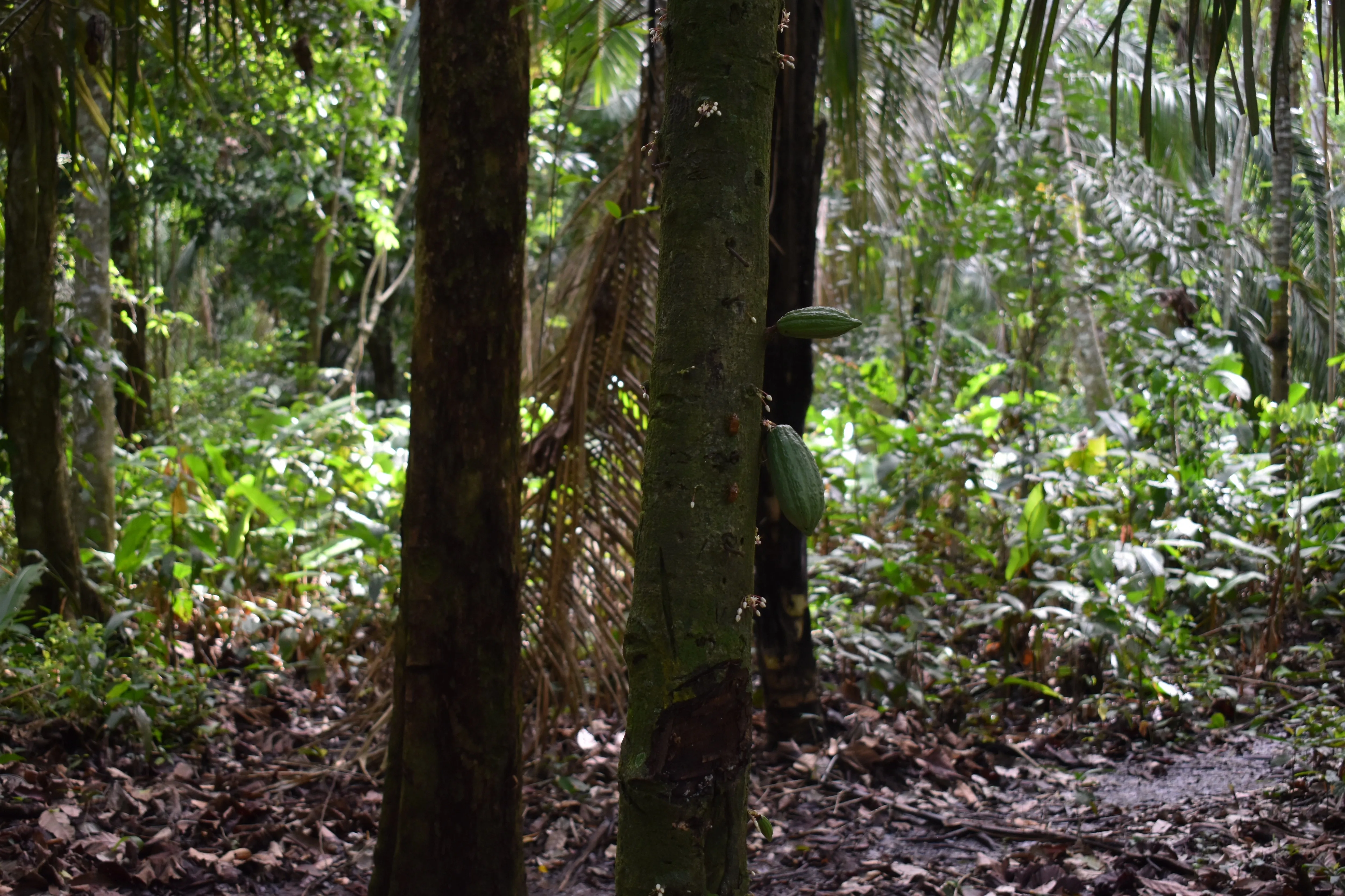 Bolivia Heirloom (Boliviano) Certified-Organic Unroasted Cacao Beans. Available only in NJ and MA. NEW CROP!