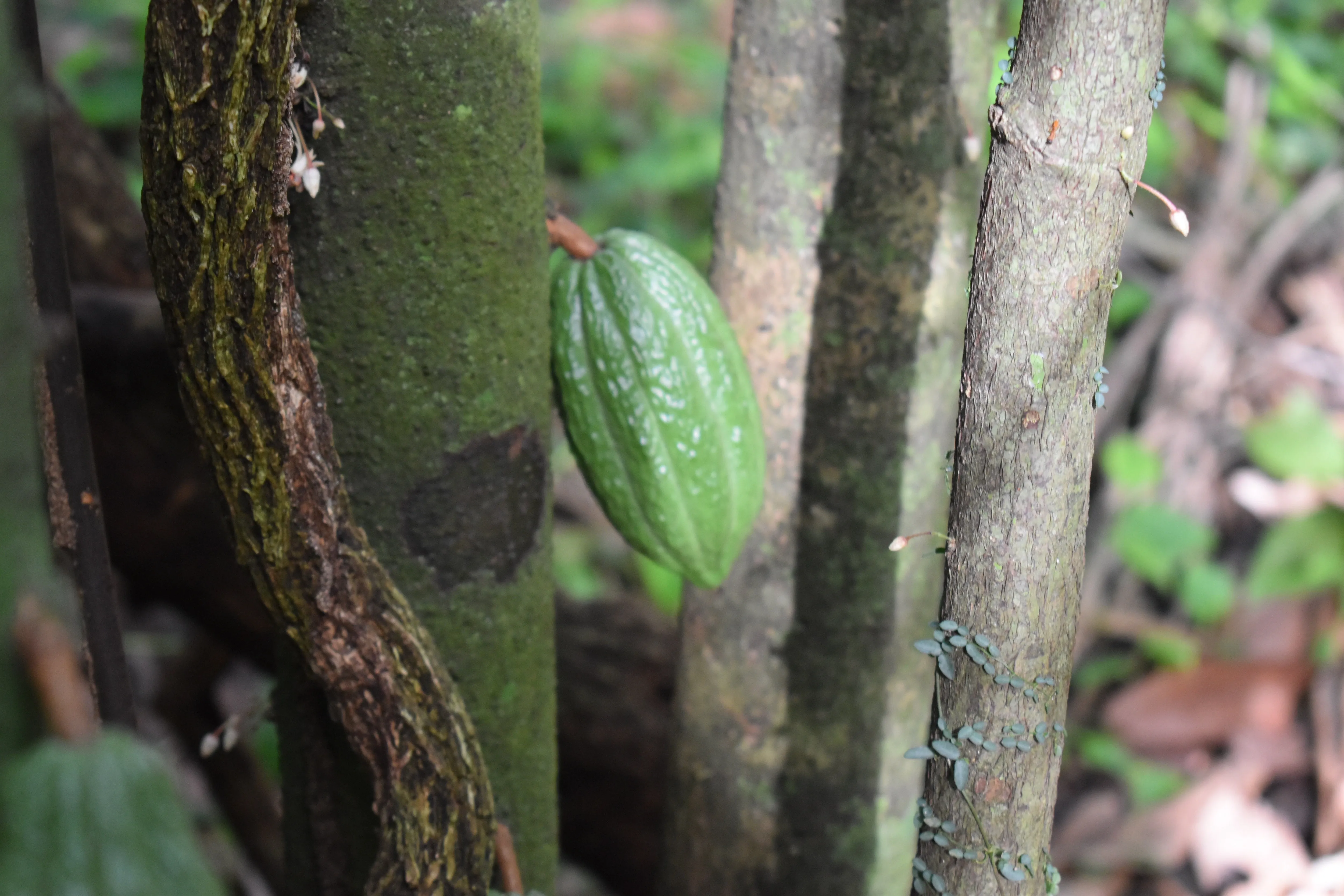 Bolivia Heirloom (Boliviano) Certified-Organic Unroasted Cacao Beans. Available only in NJ and MA. NEW CROP!