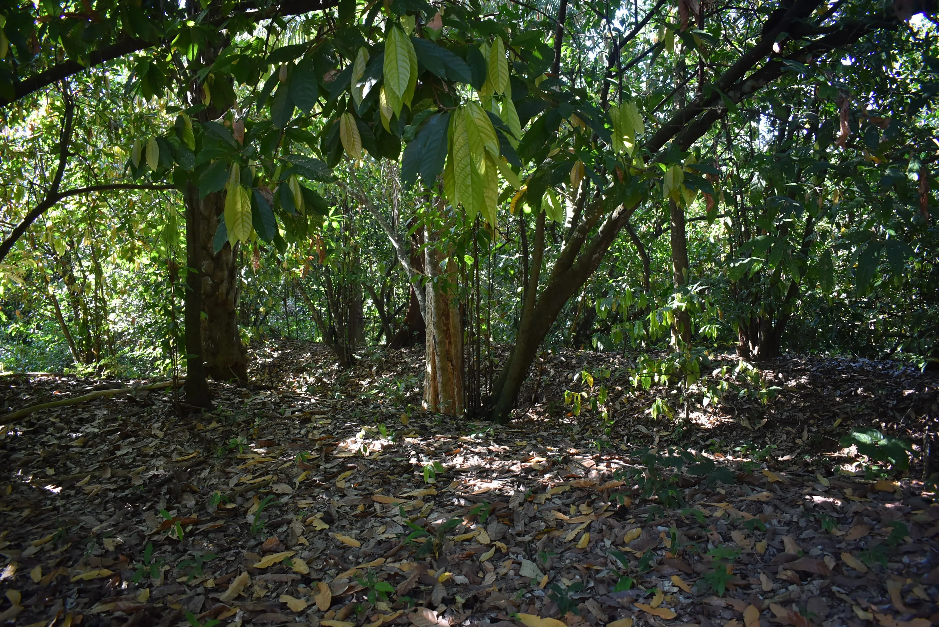 Bolivia Heirloom (Boliviano) Certified-Organic Unroasted Cacao Beans. Available only in NJ and MA. NEW CROP!
