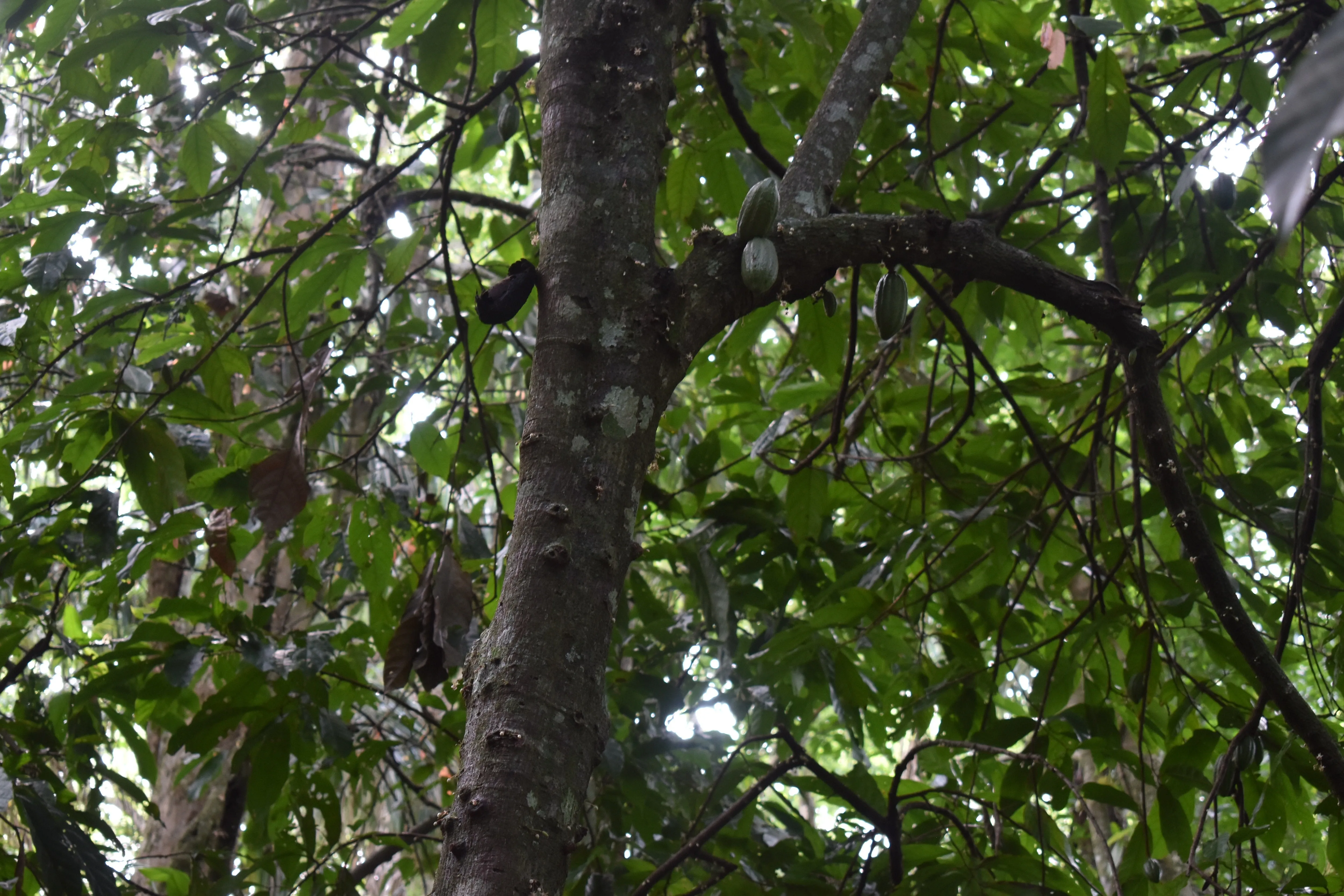 Bolivia Heirloom (Boliviano) Certified-Organic Unroasted Cacao Beans. Available only in NJ and MA. NEW CROP!