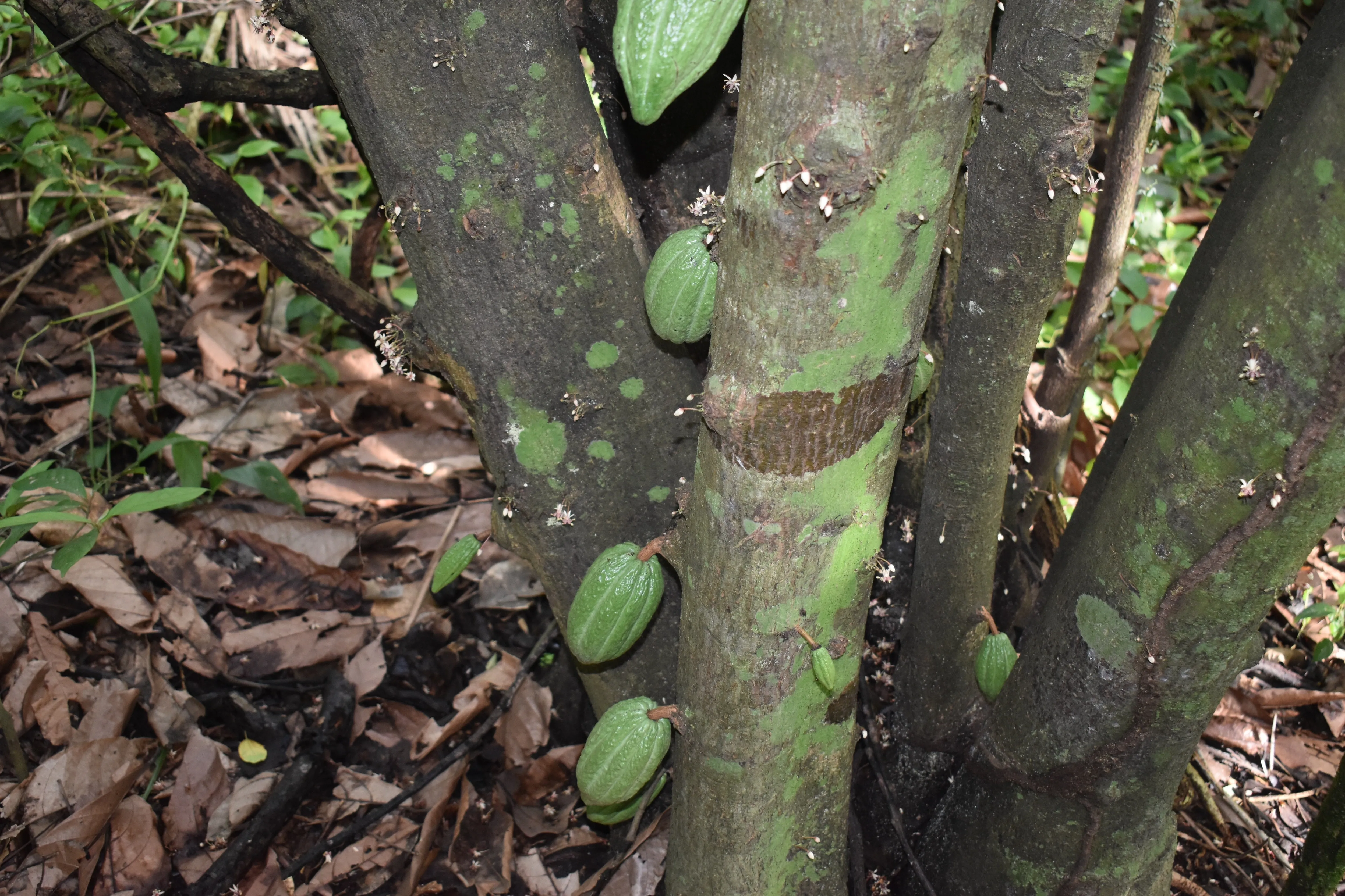 Bolivia Heirloom (Boliviano) Certified-Organic Unroasted Cacao Beans. Available only in NJ and MA. NEW CROP!