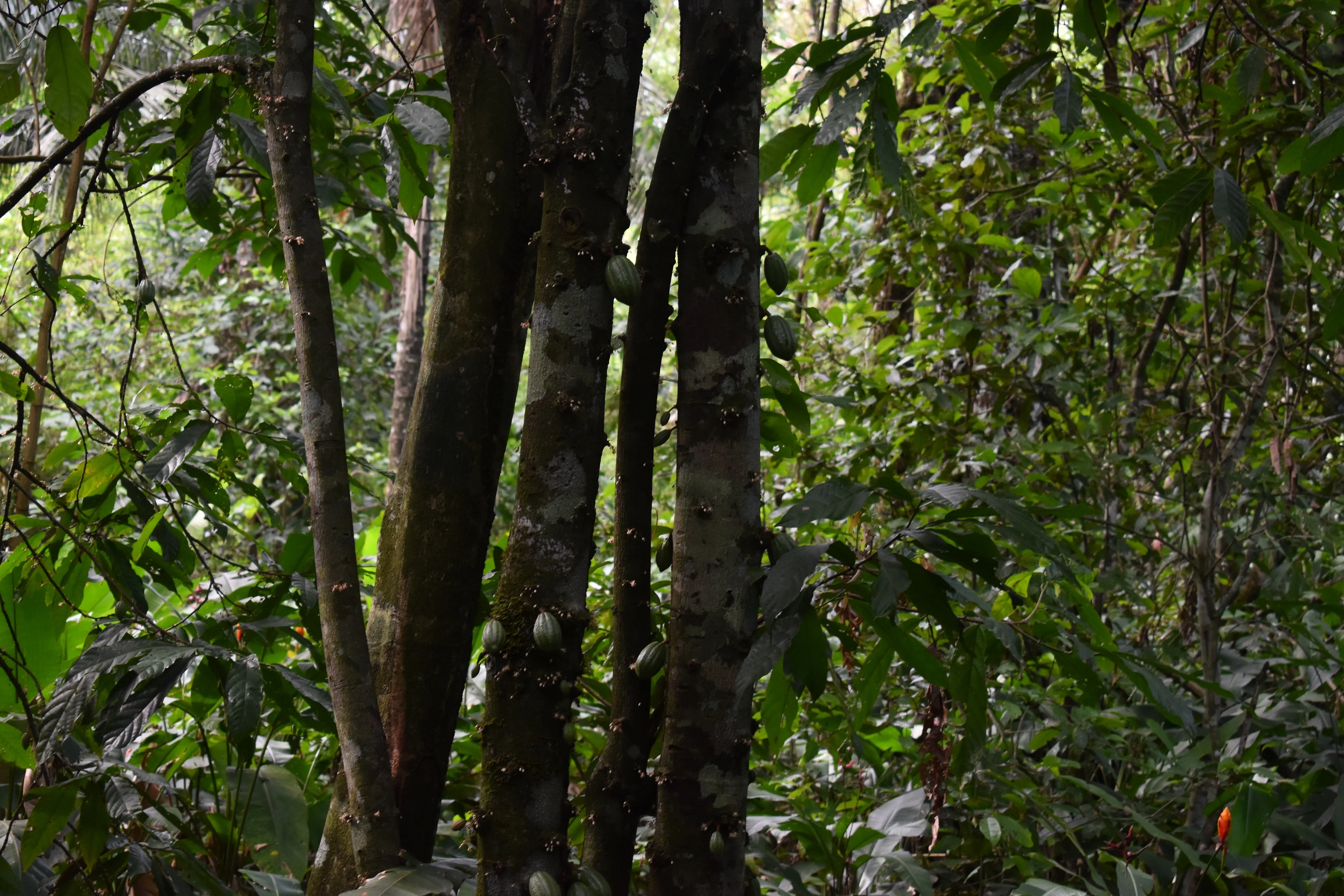 Bolivia Heirloom (Boliviano) Certified-Organic Unroasted Cacao Beans. Available only in NJ and MA. NEW CROP!